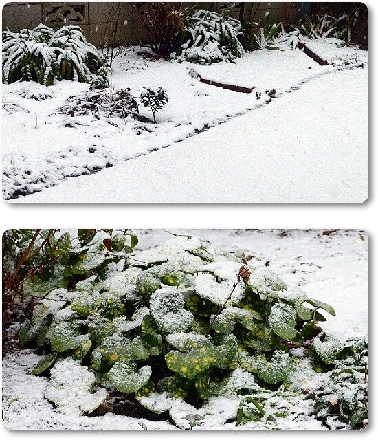 雪