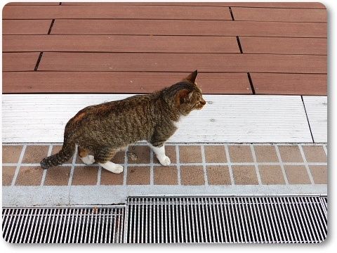 イメージ 5