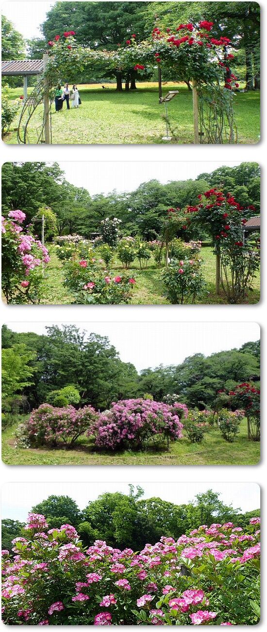 バラ園