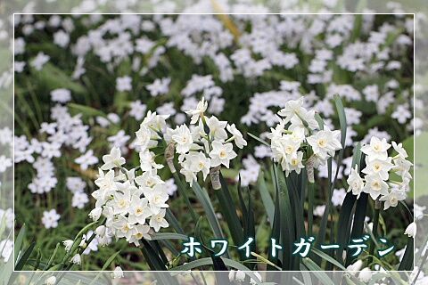 ホワイトガーデン