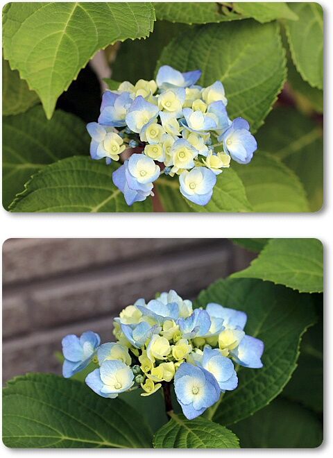 紫陽花