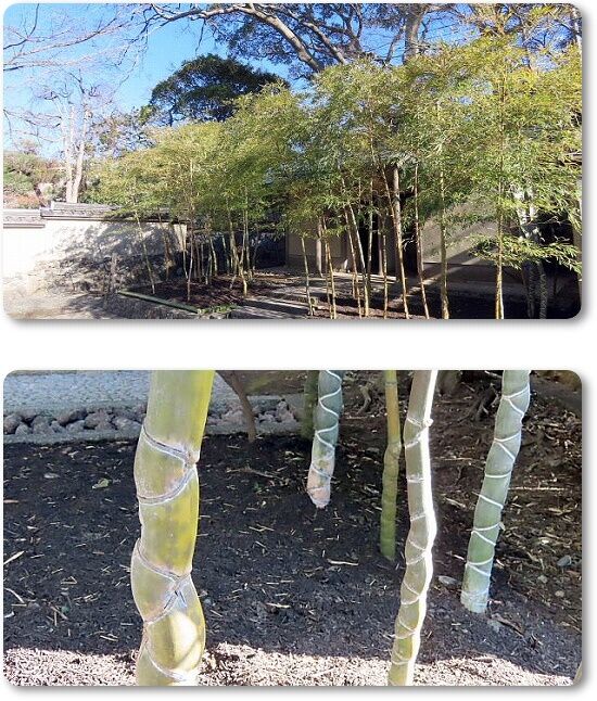 8亀甲竹