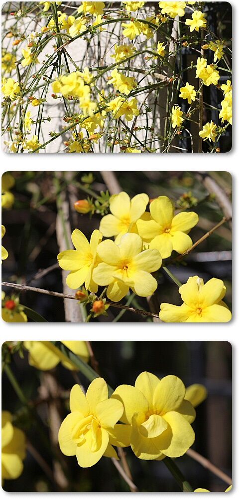 年02月 Youko2のブログ 年02月 Youko2のブログ