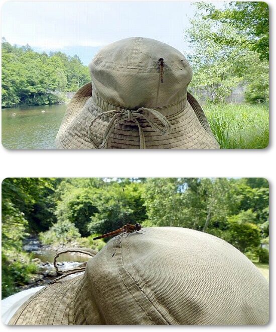 14トンボ