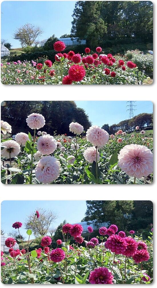 10ポンポンダリア