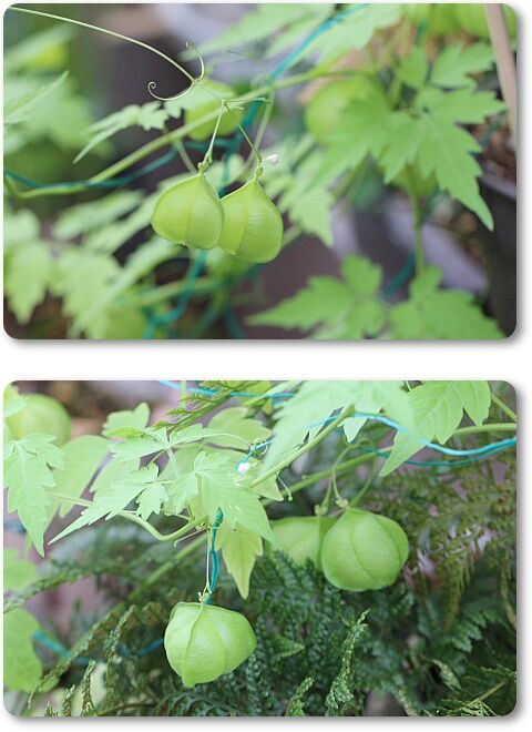 フウセンカズラ