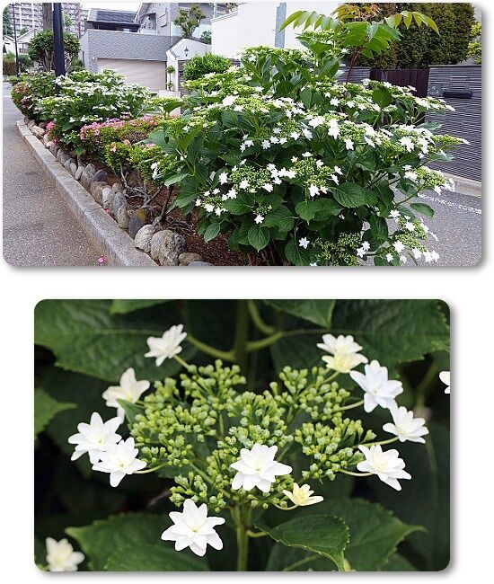 紫陽花の季節 Youko2のブログ