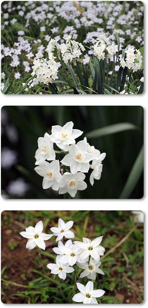 水仙とニラ花