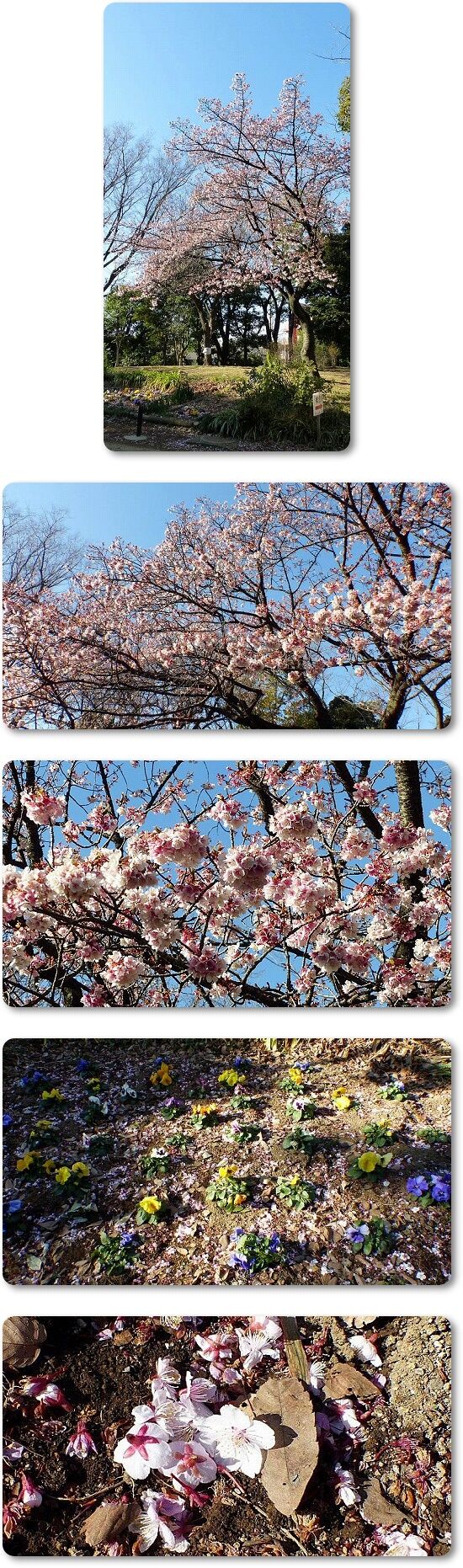 寒桜