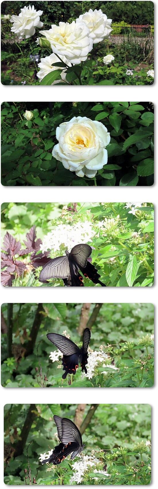 5白いバラとクロアゲハ
