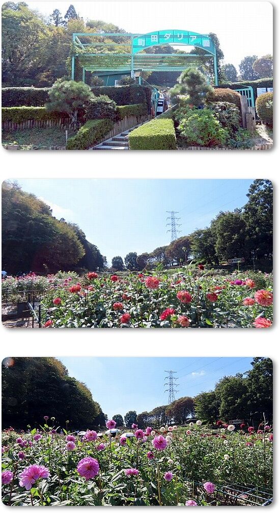 1ダリア園
