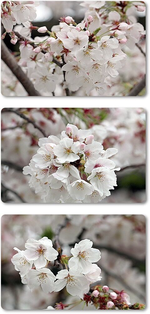桜1