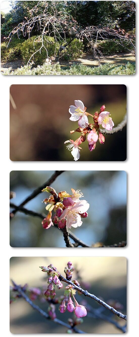 河津桜
