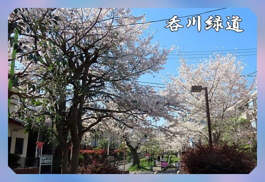 呑川緑道お花見！ : youko2のブログ