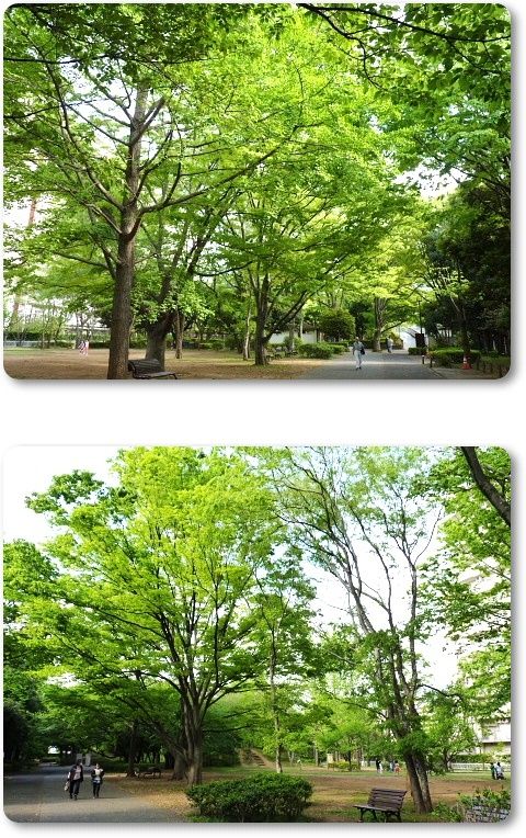 イメージ 7