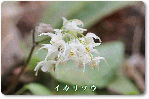 山野草