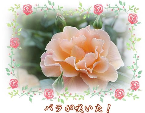 イメージ 1