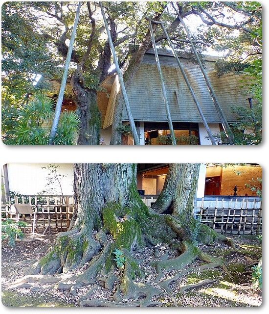 椎の木