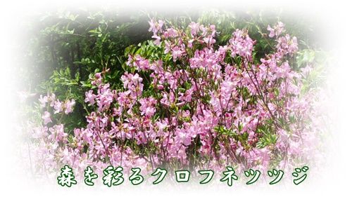 ロスロリエンを訪ねて Youko2のブログ ロスロリエンを訪ねて Youko2のブログ