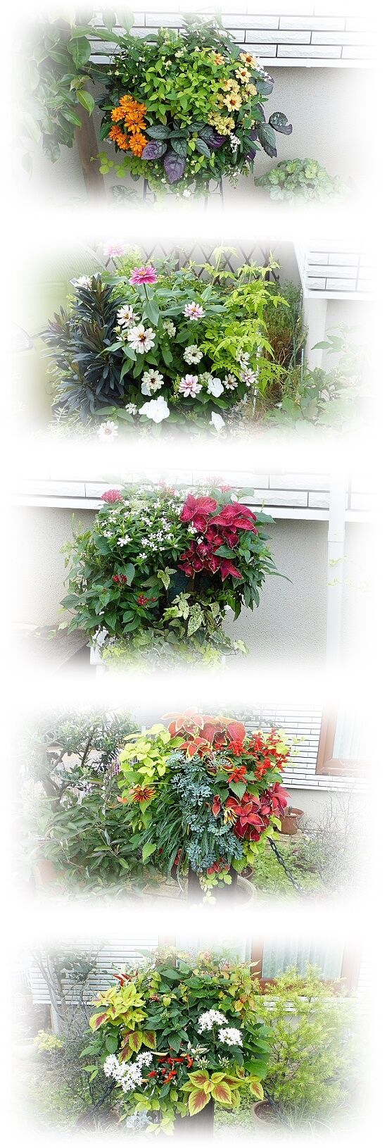寄せ植え