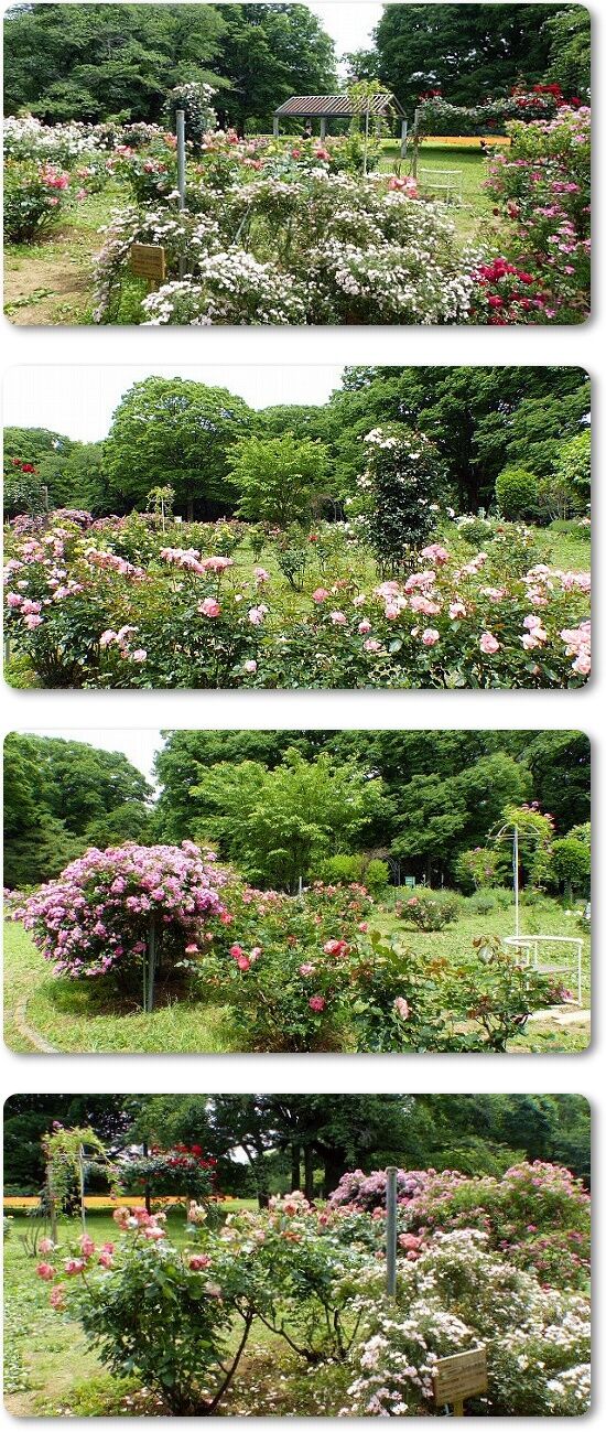 バラ園2