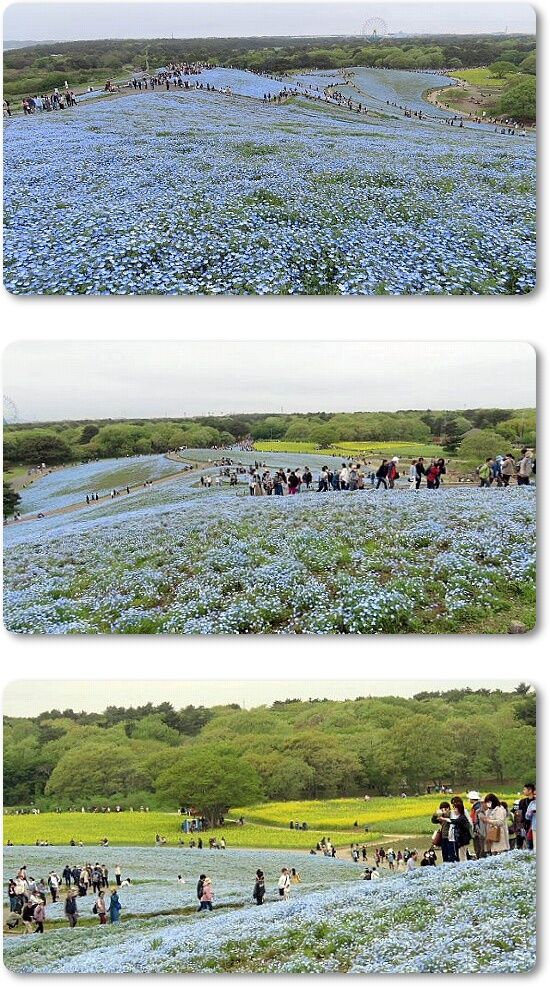 10菜の花