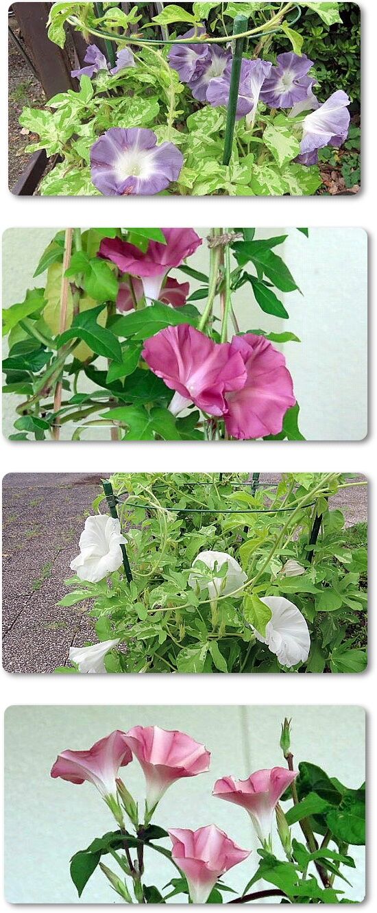 9朝顔