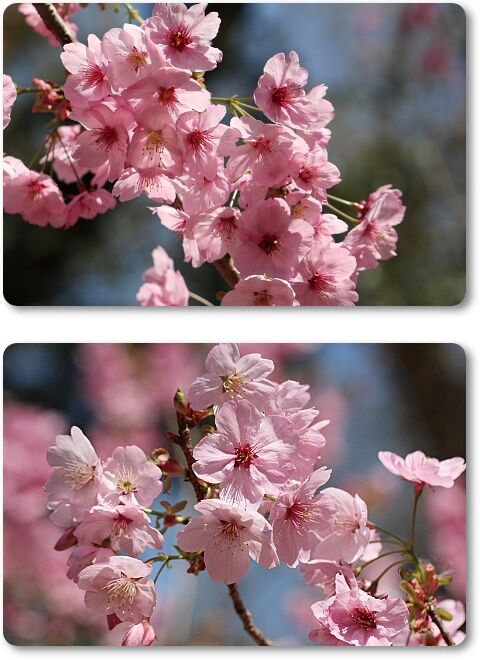陽光桜