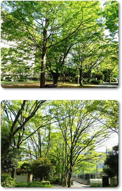 イメージ 7