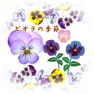 ビオラ