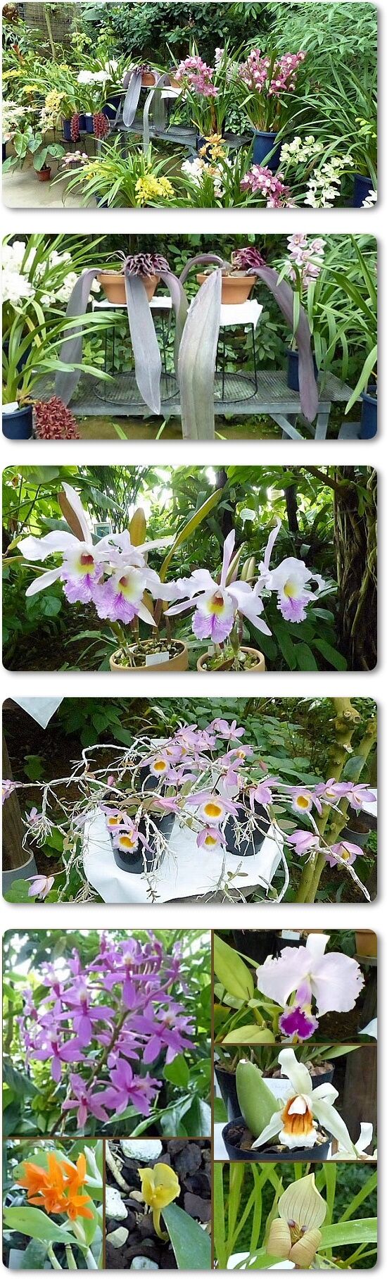 ランの花1