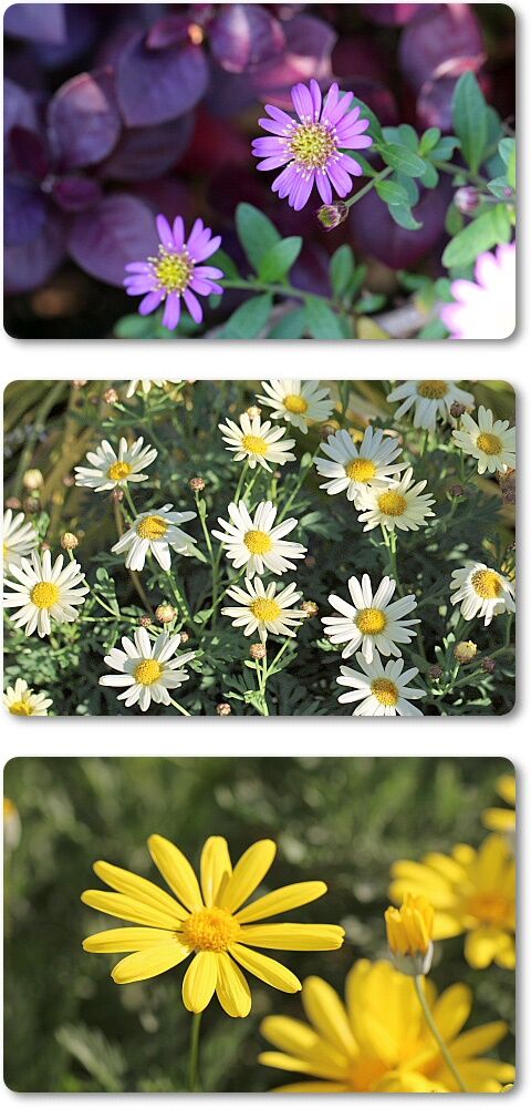 菊