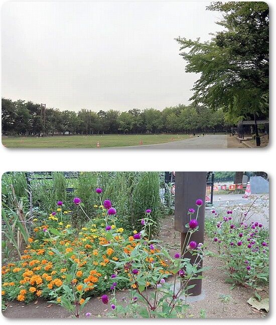 5花壇