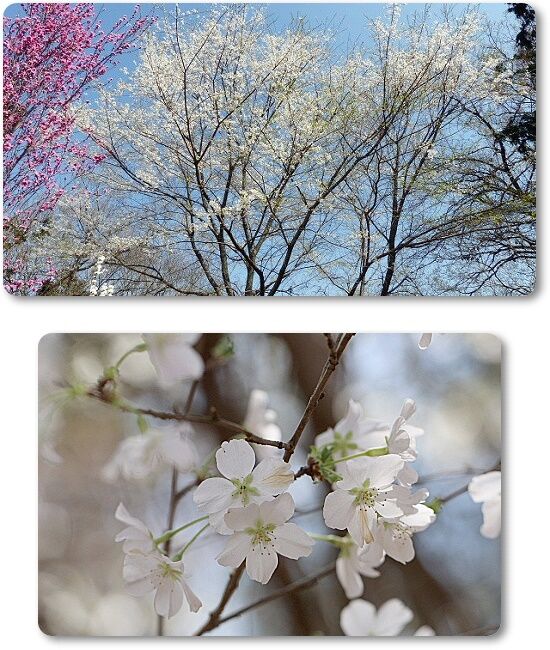 緑富士桜