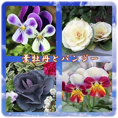 葉牡丹とパンジ Youko2のブログ 葉牡丹とパンジ Youko2のブログ