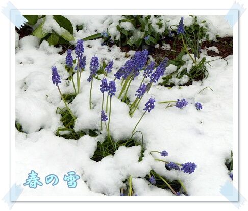 春の雪