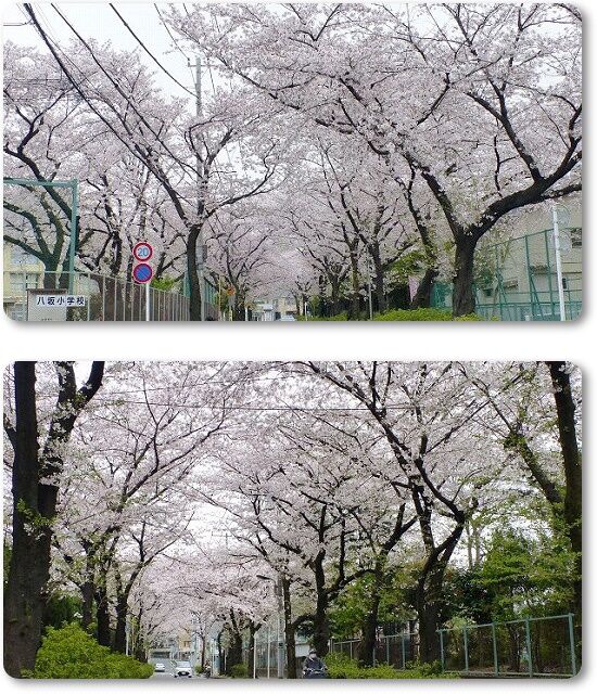 八坂小学校