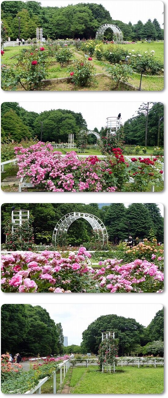 バラ園