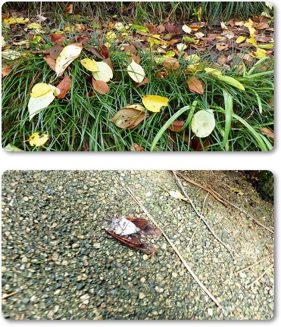 秋色