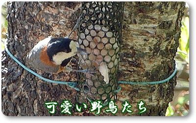 イメージ 1
