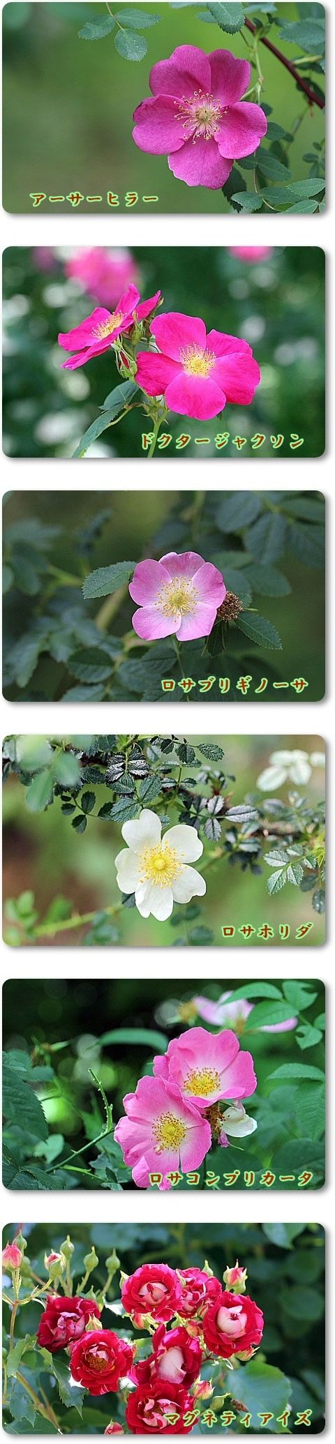 イメージ 5