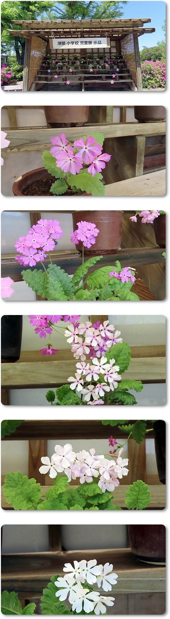 5桜草色々