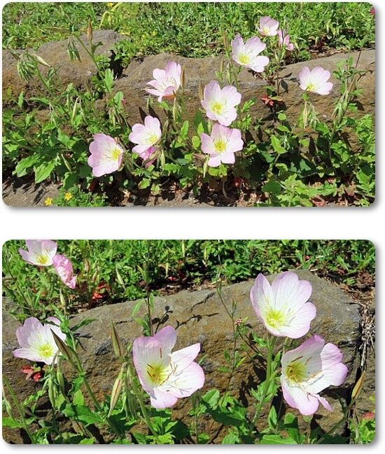 8月見草