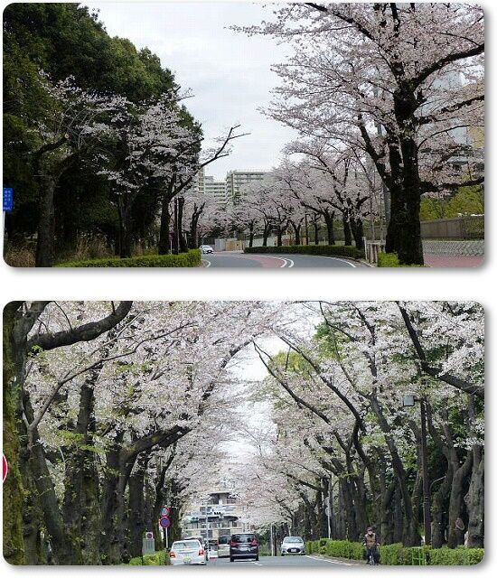 6光が丘道路の桜
