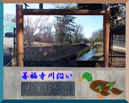 善福寺川沿いの二つの公園 Youko2のブログ 善福寺川沿いの二つの公園 Youko2のブログ