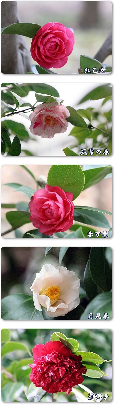 椿