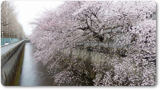 桜と銀杏並木