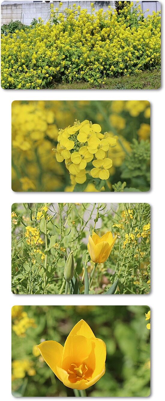 菜の花とチューリップ