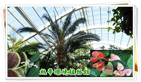 板橋区 熱帯環境植物館 Youko2のブログ