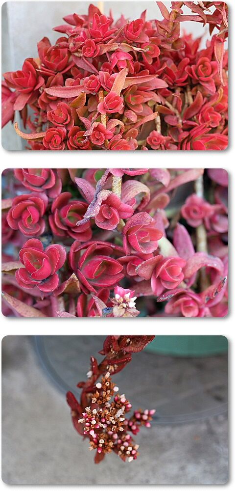 21年02月15日 Youko2のブログ